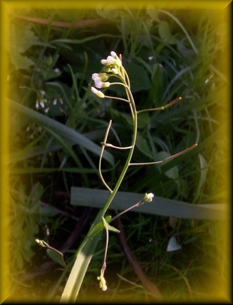 arabinopsis